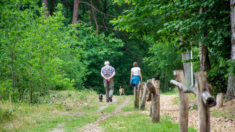 Wandelaars in de natuurlijke omgeving van Leopoldsburg